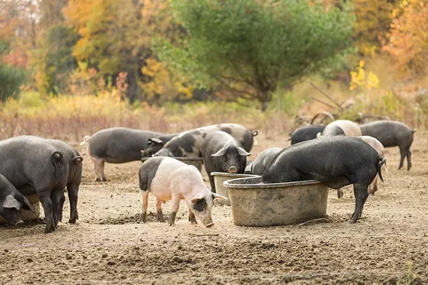 Black River Produce